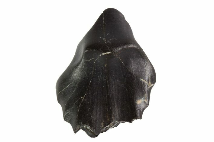 Fossil Ankylosaur Tooth - Montana #97505